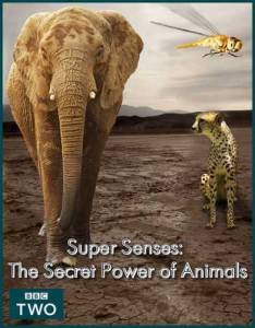 Уникальные способности животных (мини-сериал) / Super Senses: The Secret Power of Animals (2014 (1 сезон))
